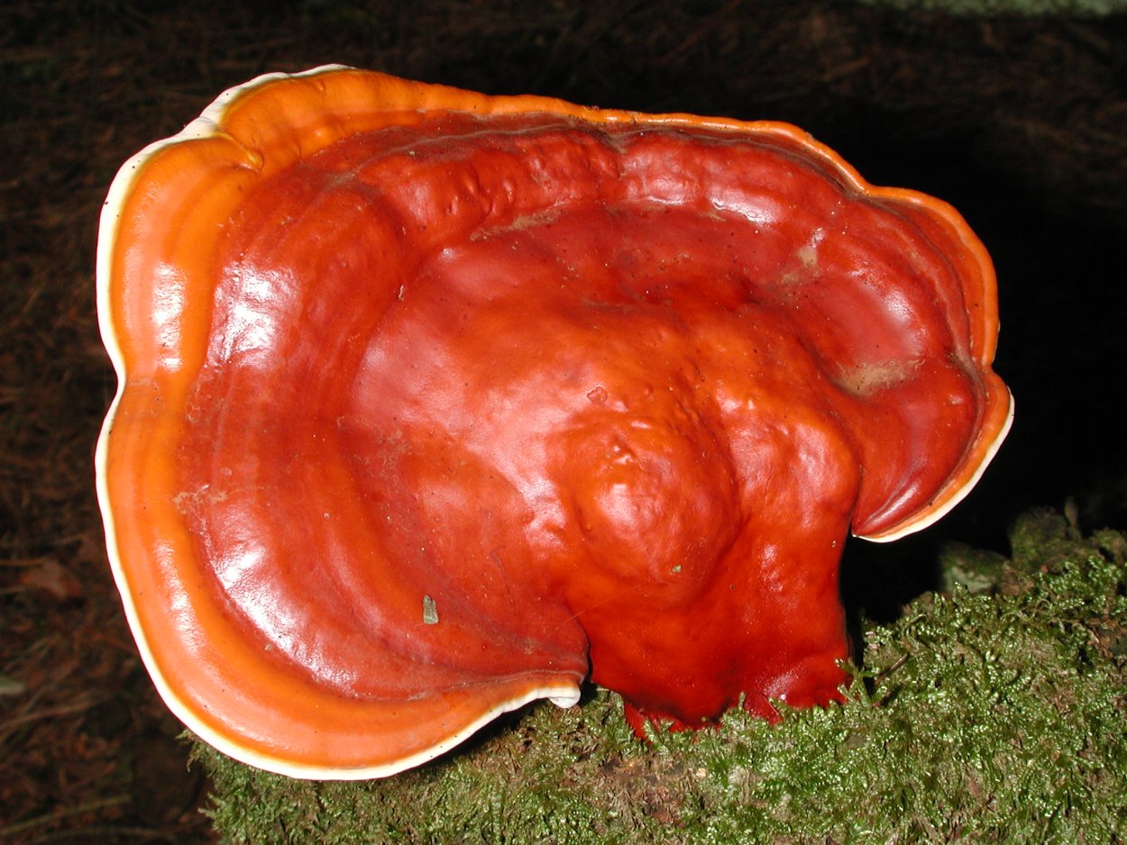 Гриб трутовик Ganoderma lucidum