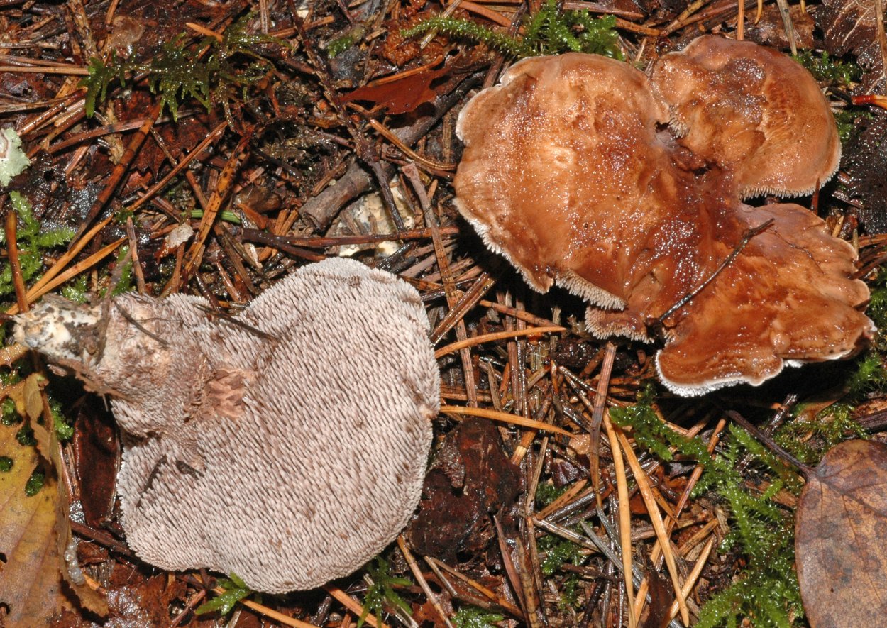 Гриб трутовик печеночный