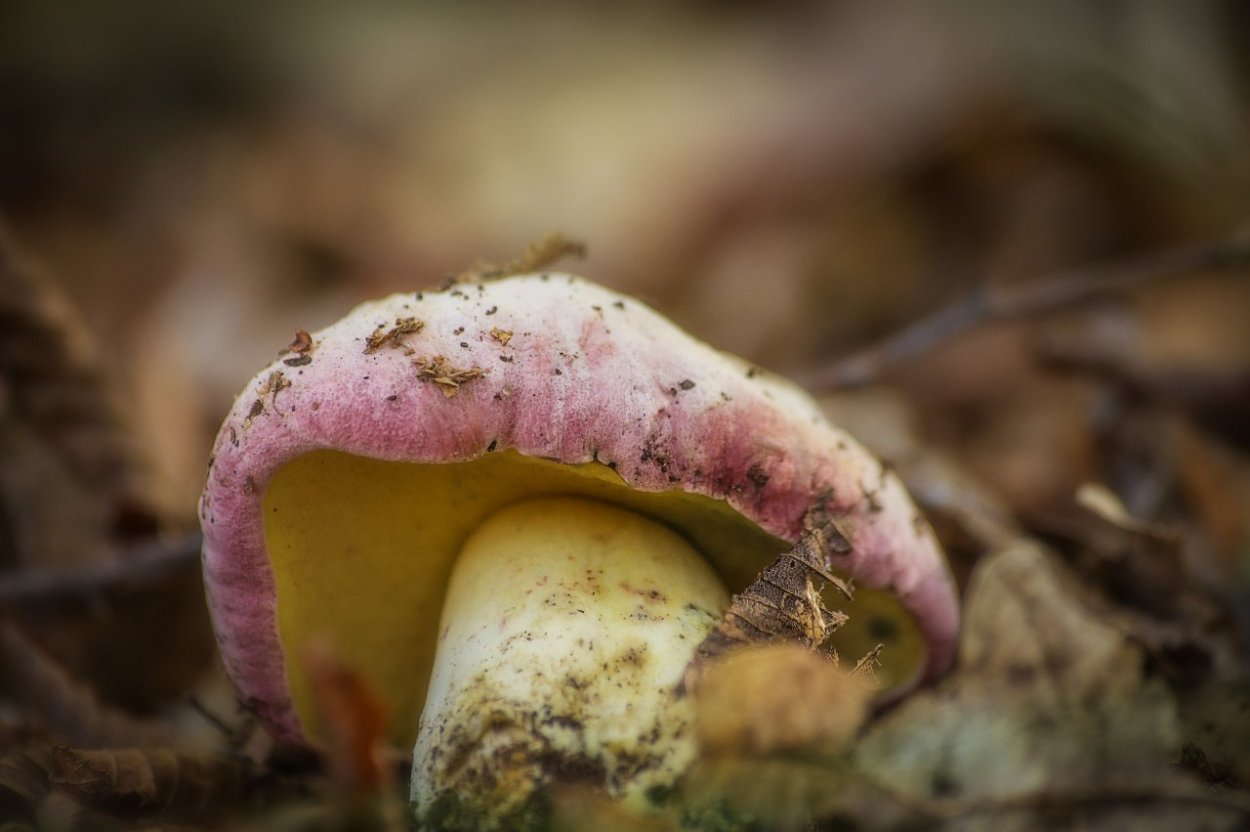 Козляк Решетник гриб