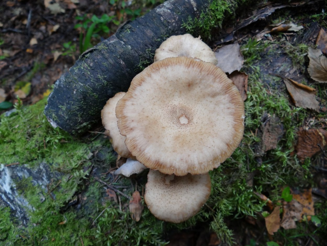 Грибы луговые свинушки