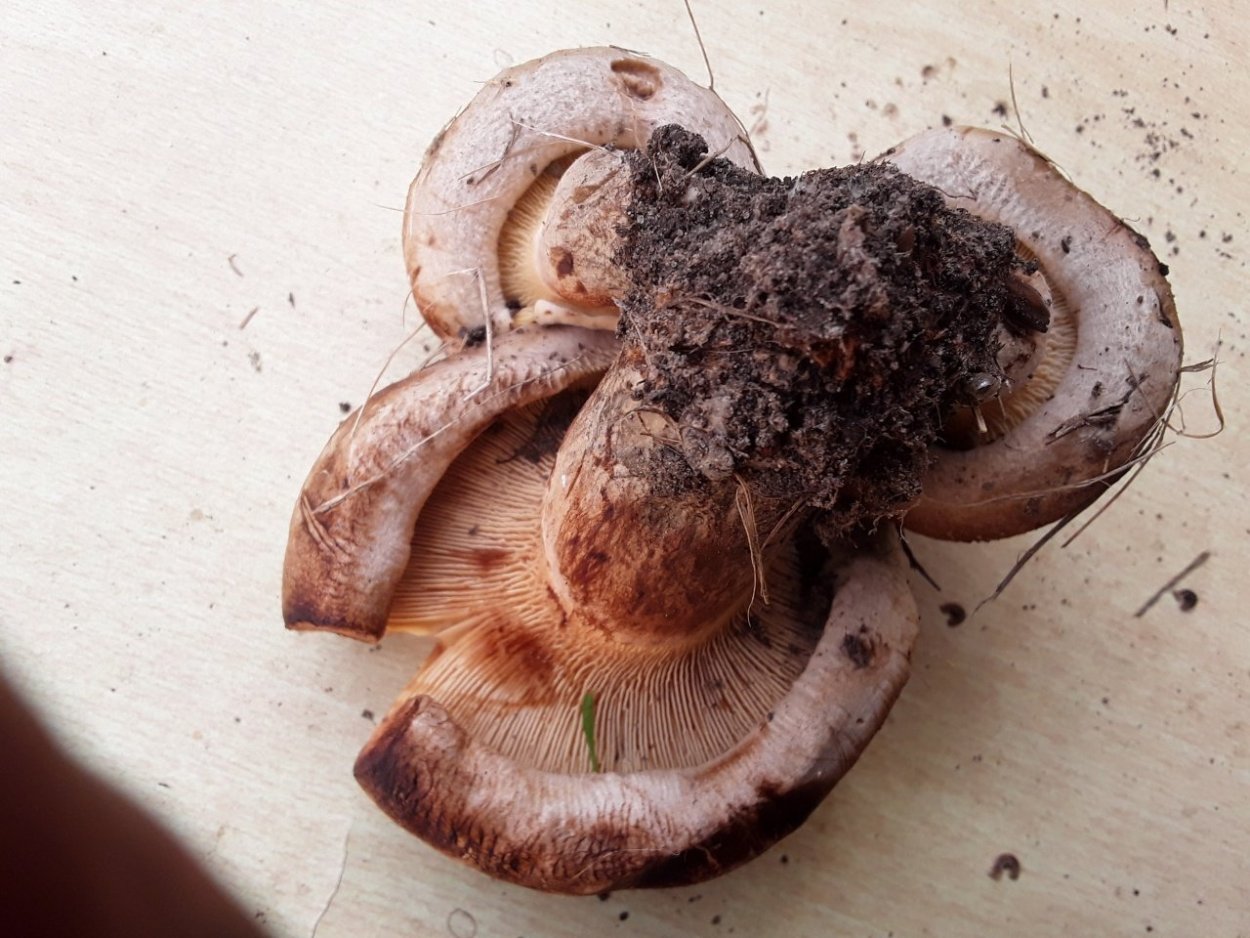 Грибы коричневые пластинчатые свинушки