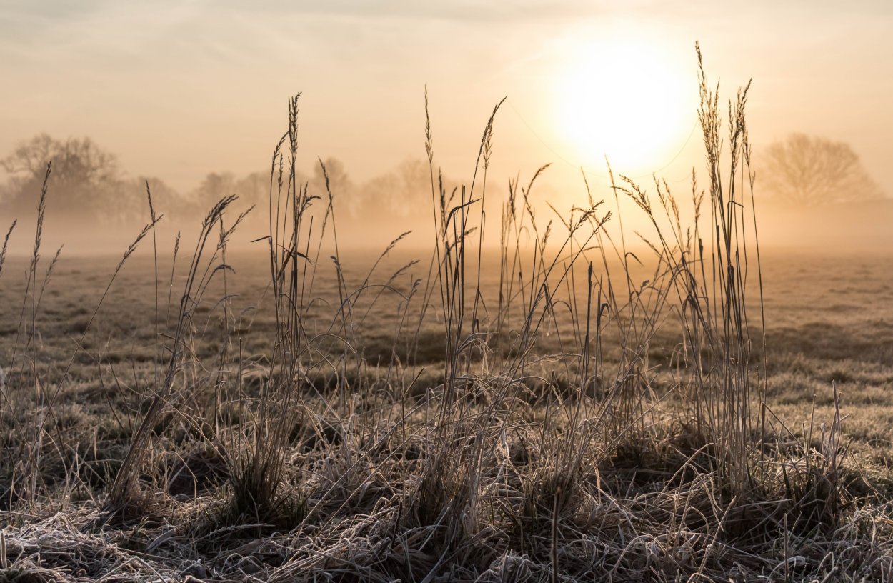 Сухая трава