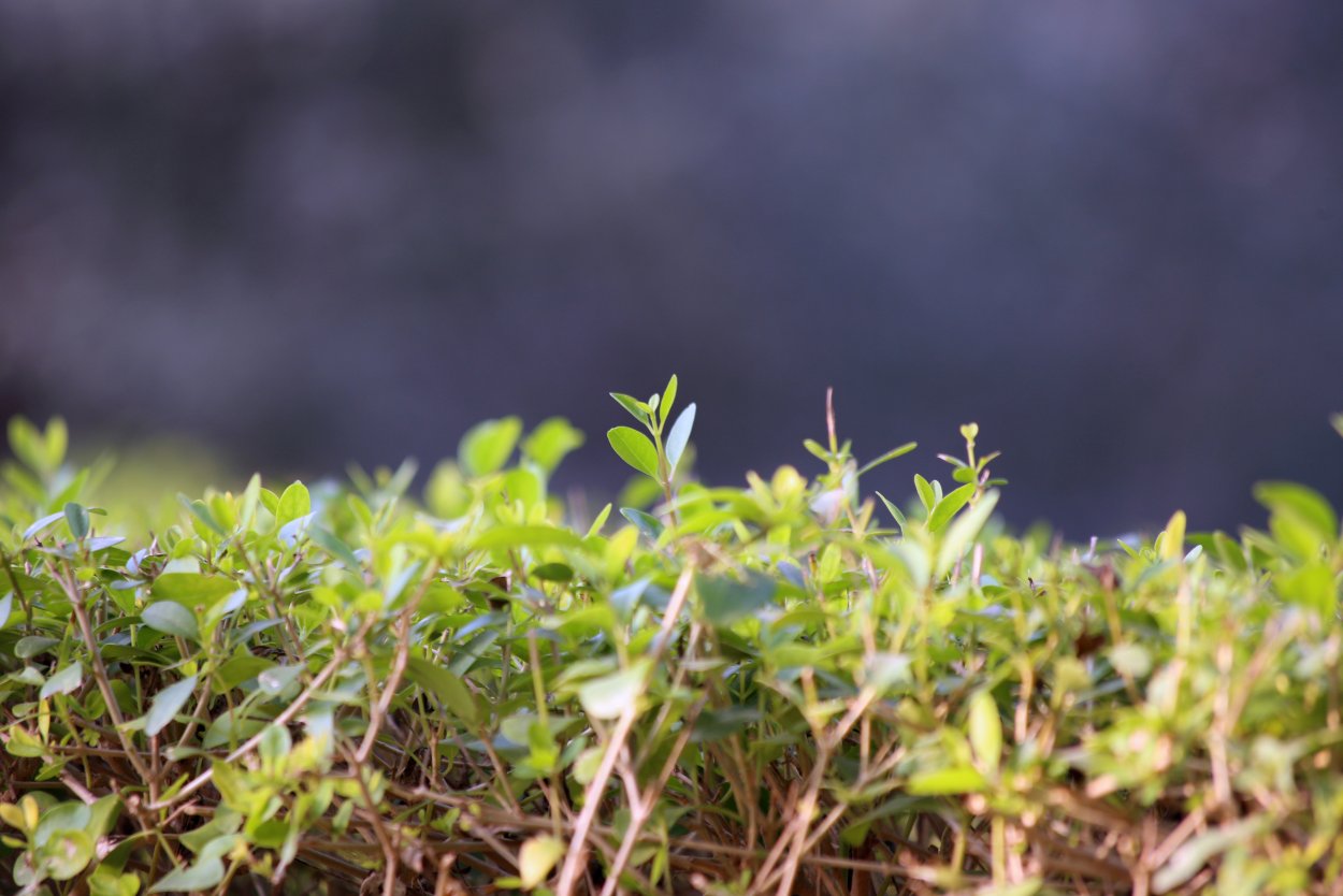 Болотная растительность