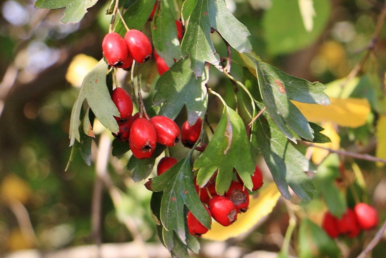Боярышник однопестичный дерево