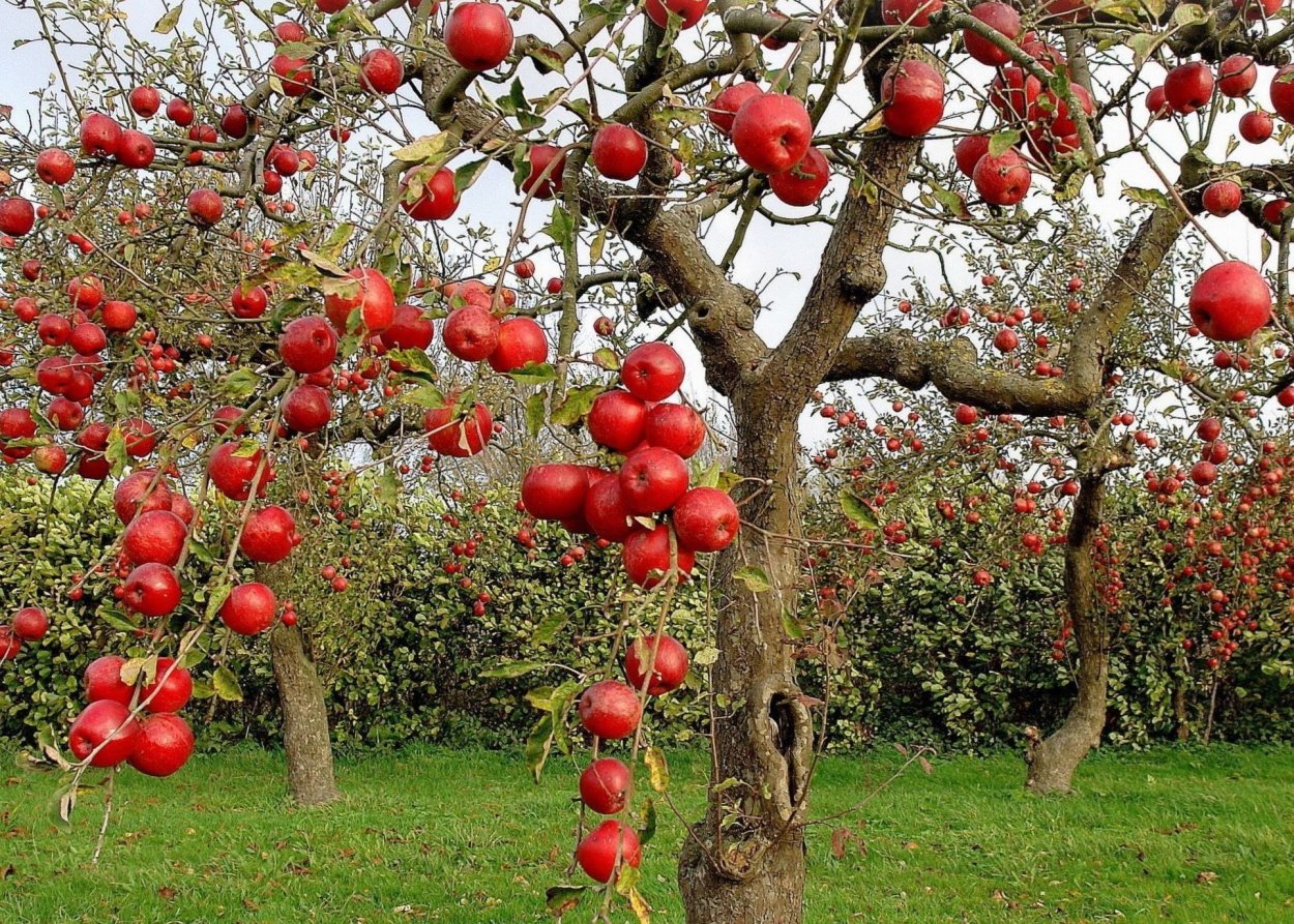 Яблоня Райская штамбовая