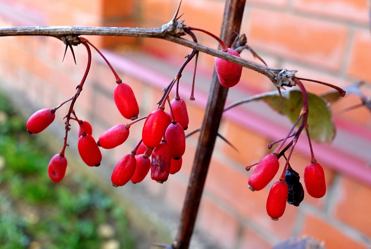 Барбарис обыкновенный колючки