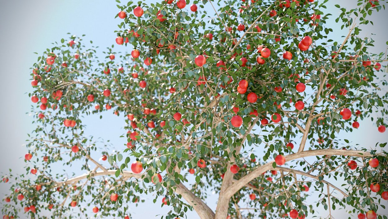 Дерево яблони Жарден