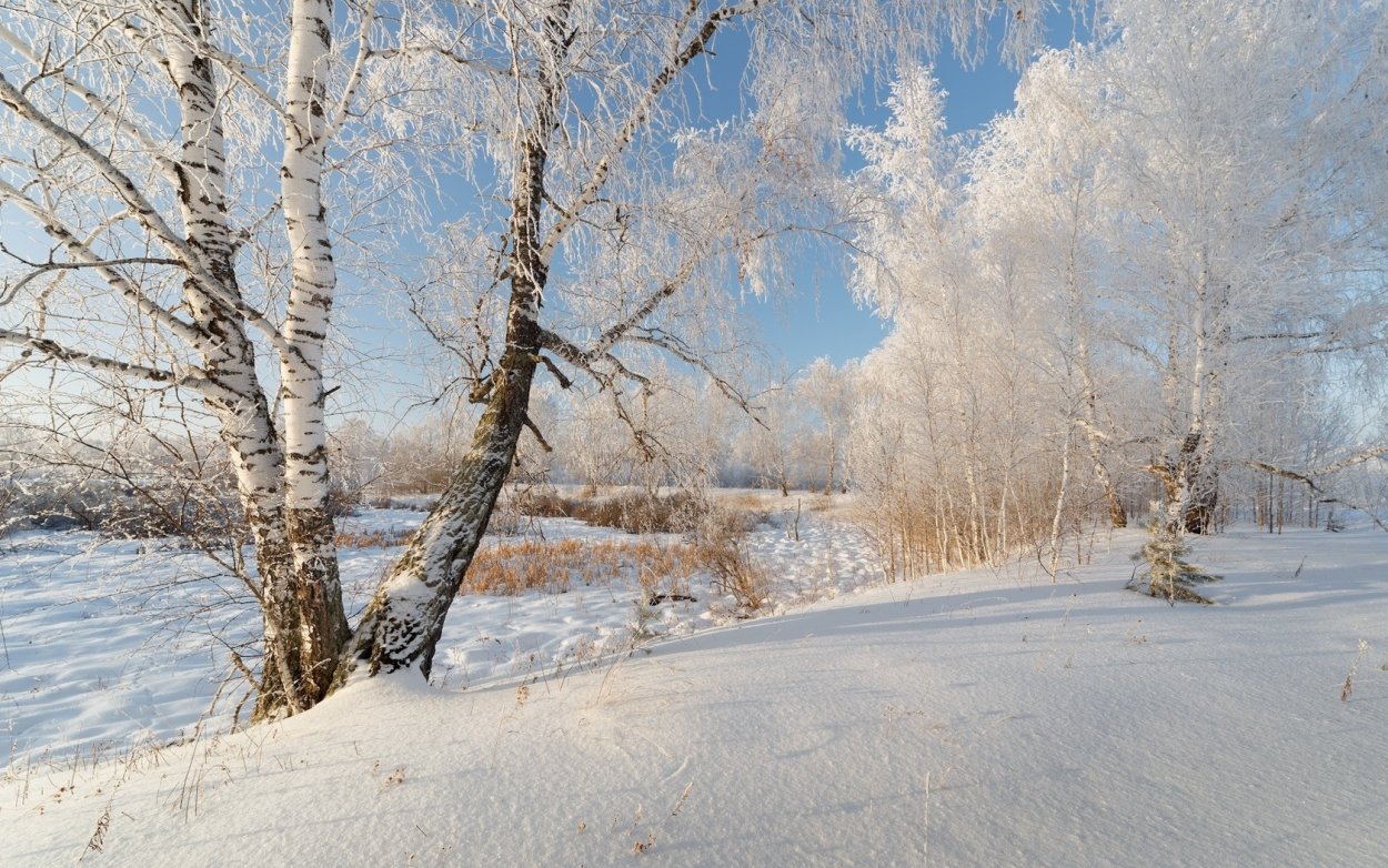 Зимний пейзаж березы