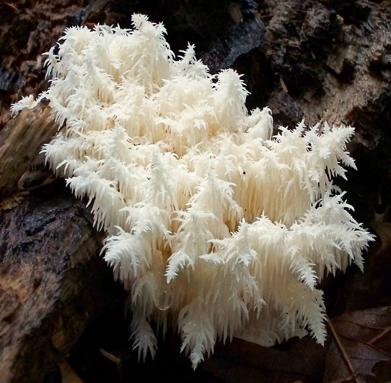 Рогатик прямой (Ramaria stricta).
