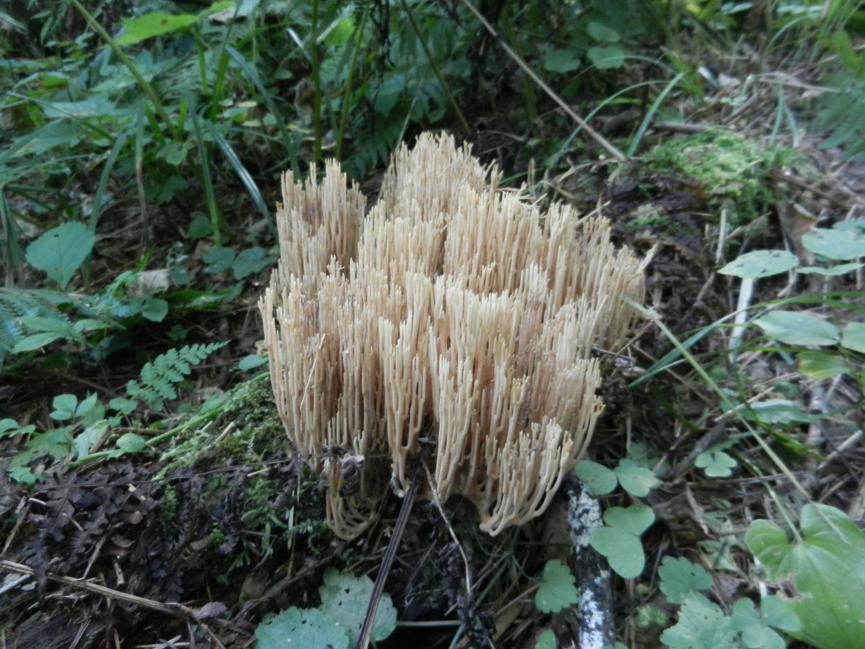 Calocera viscosa гриб