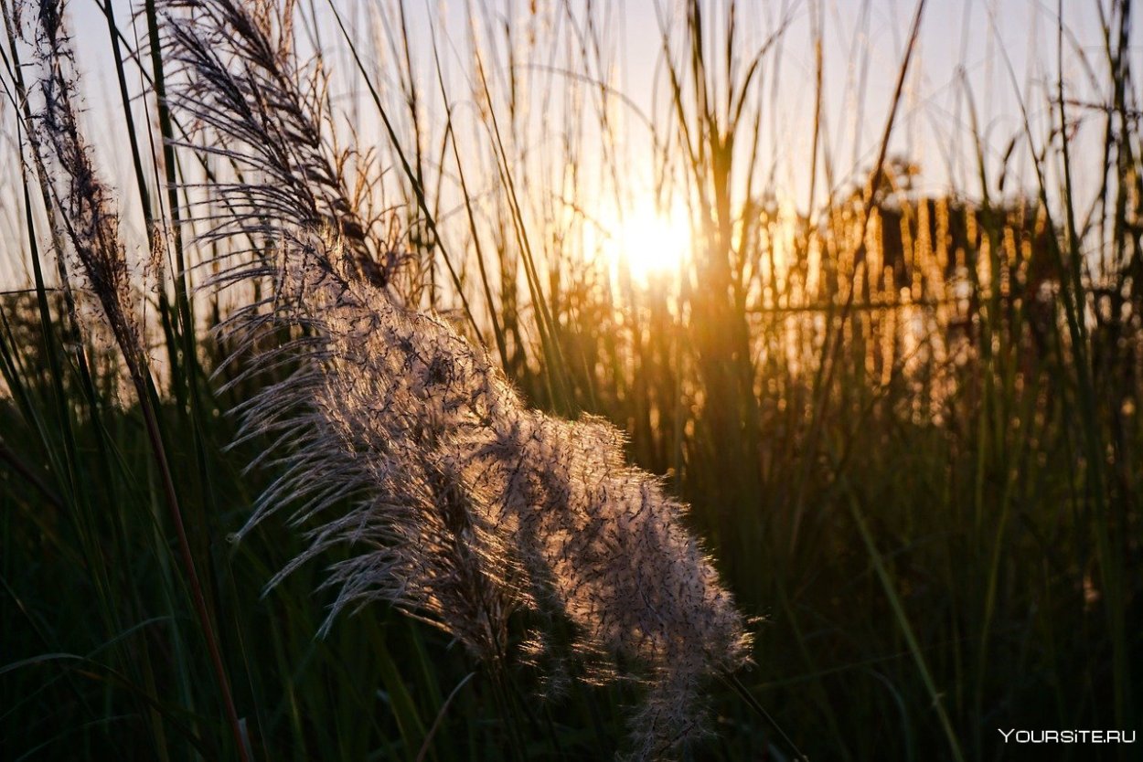 Болотные кусты