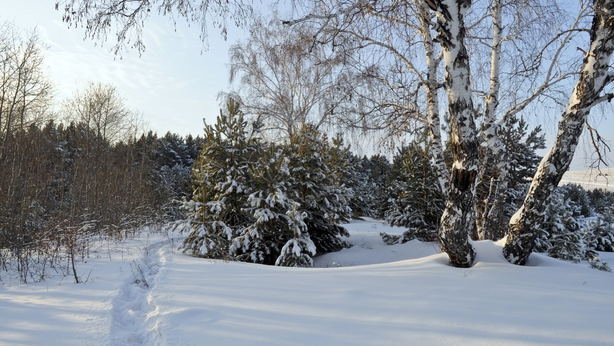 Зимой в лесу