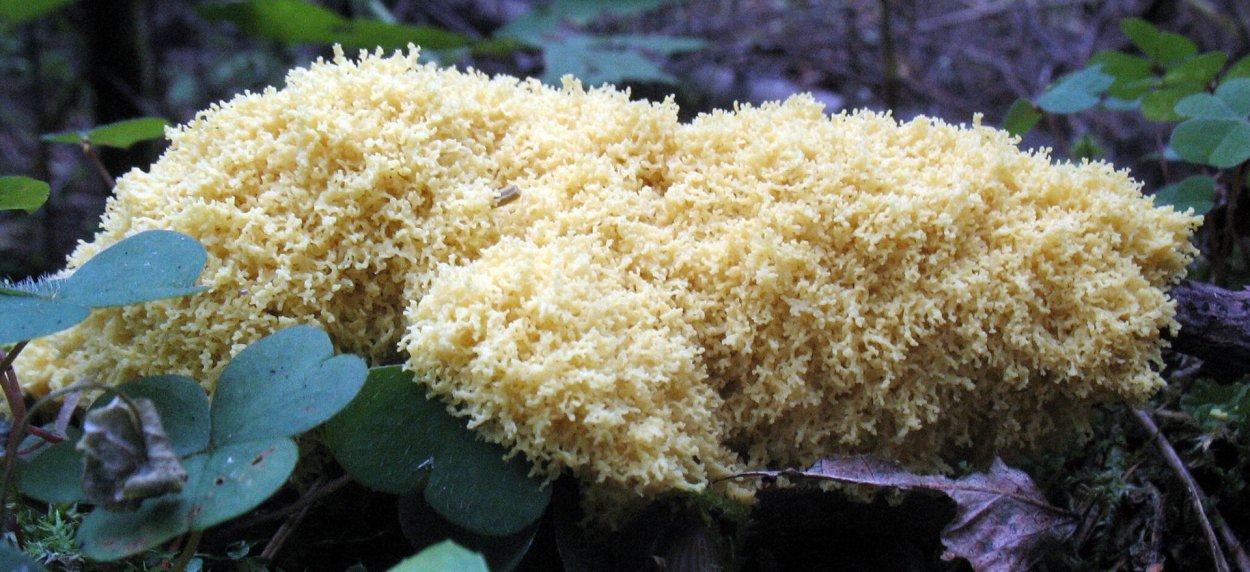 Оленьи рожки гриб гриб баран