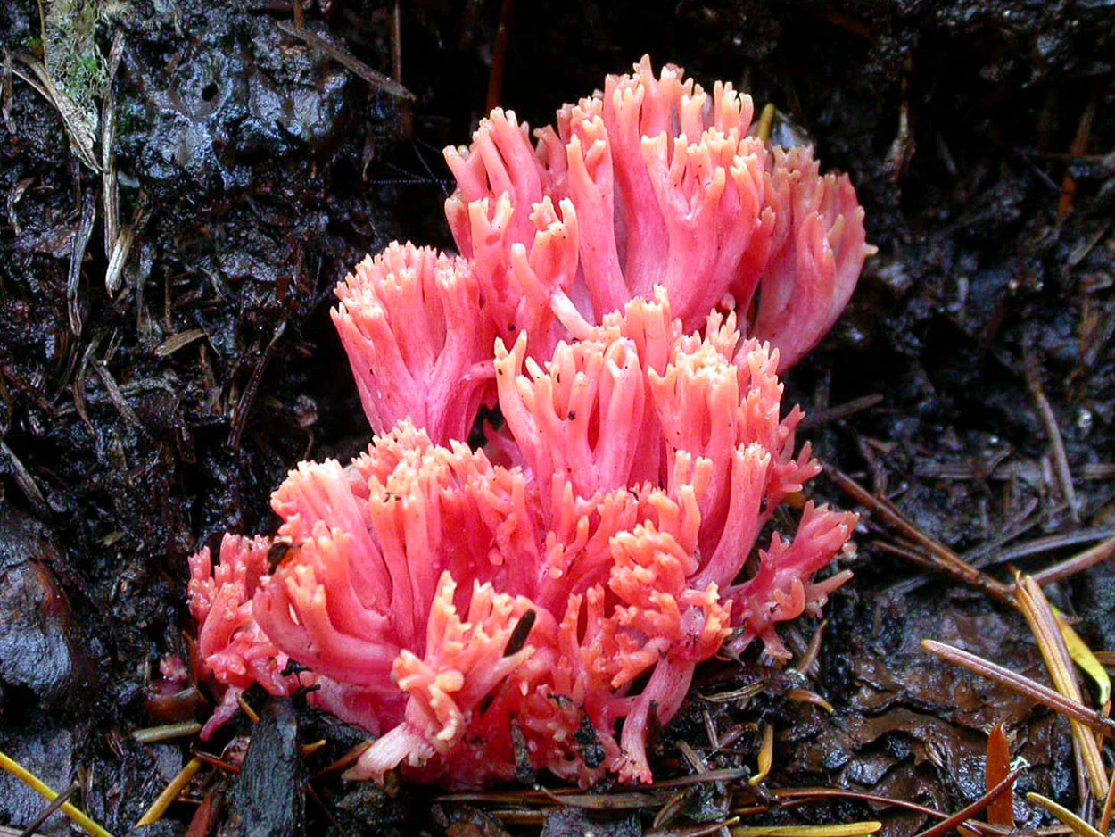 Гриб Рогатик Рамария