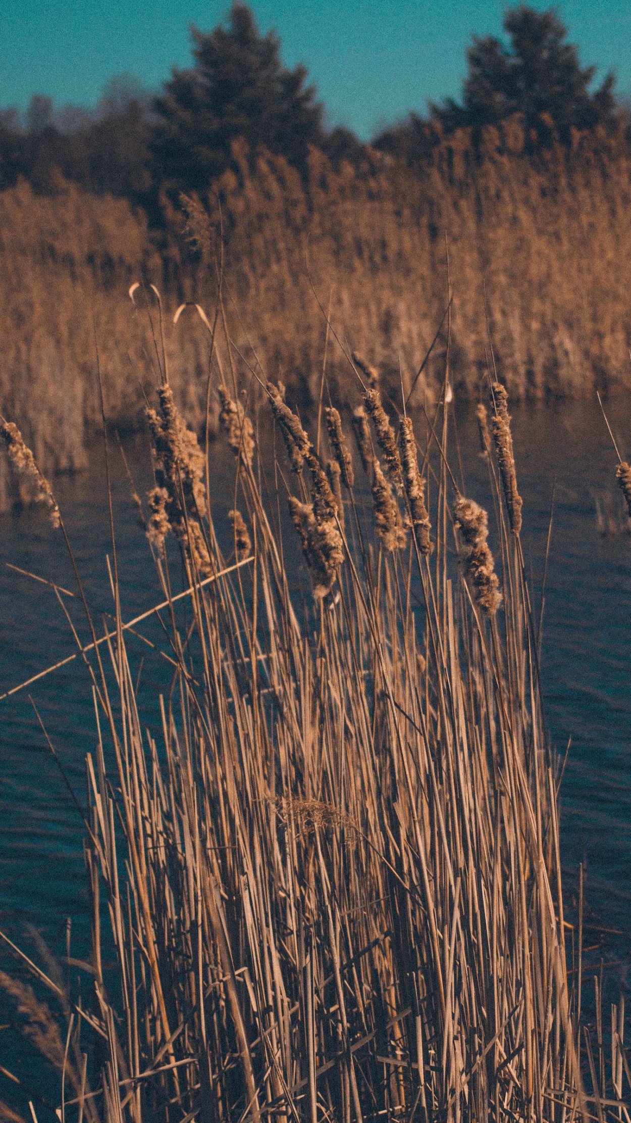 Болотная прогалина