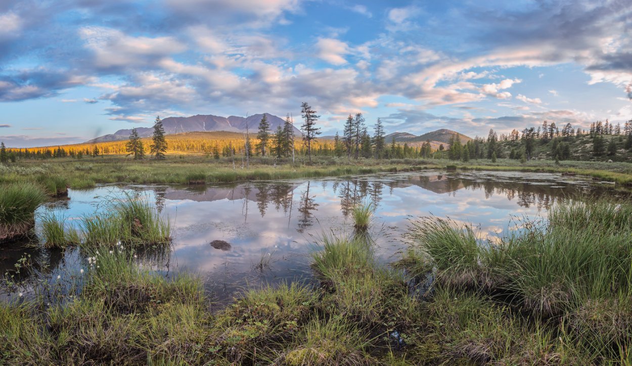 Болотная растительность