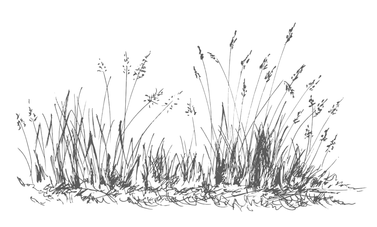 Трясина в камышах