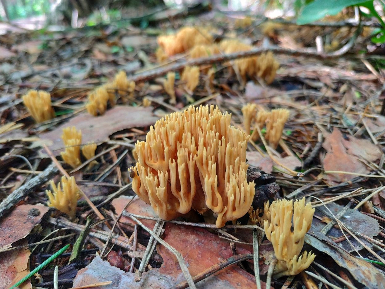 Оленьи рожки грибы в Крыму