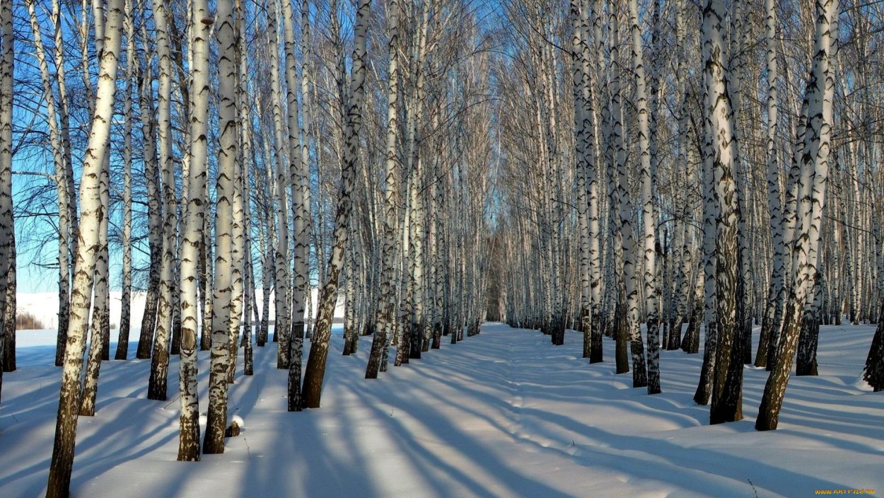 Разметала косы русые береза
