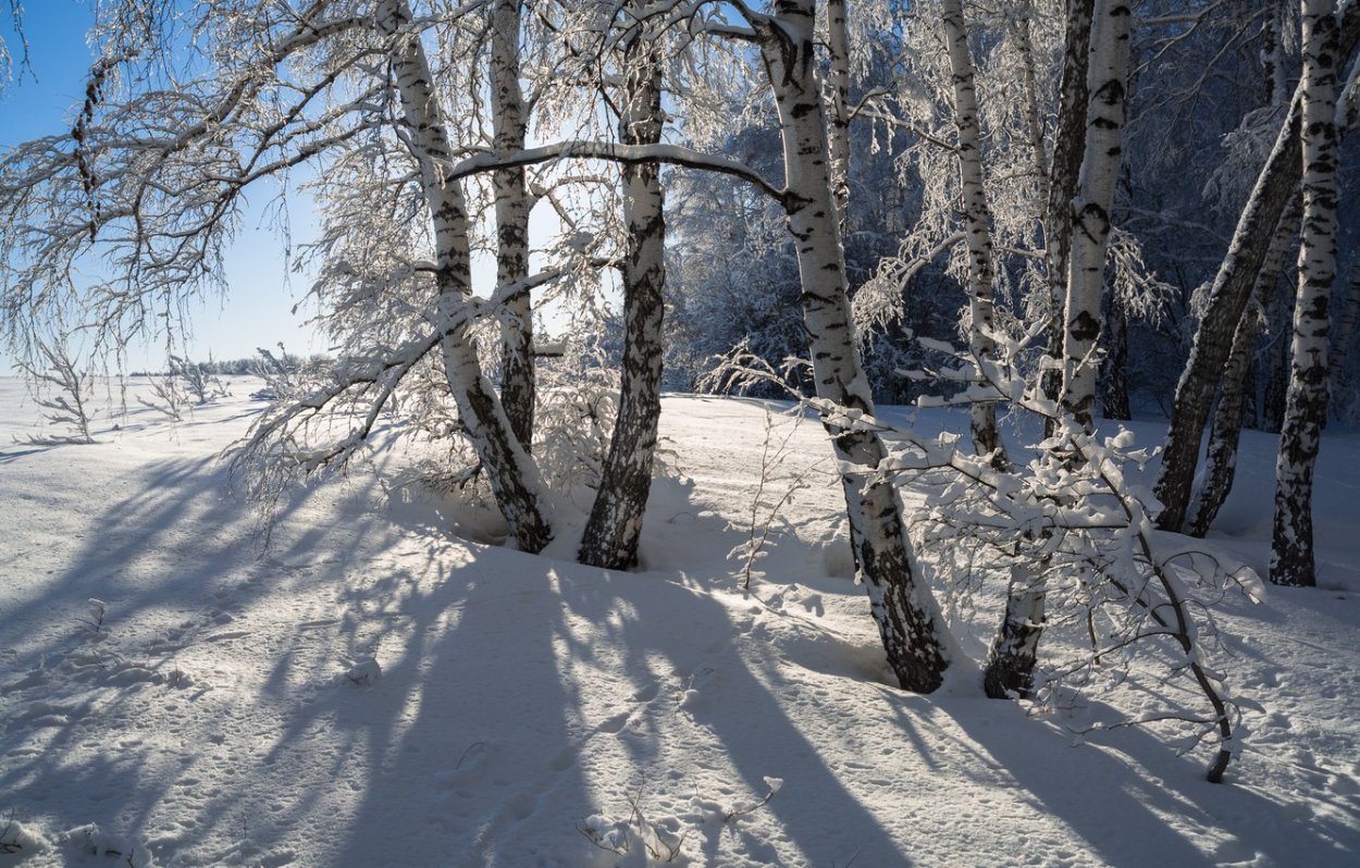 1080 Обои березы зима
