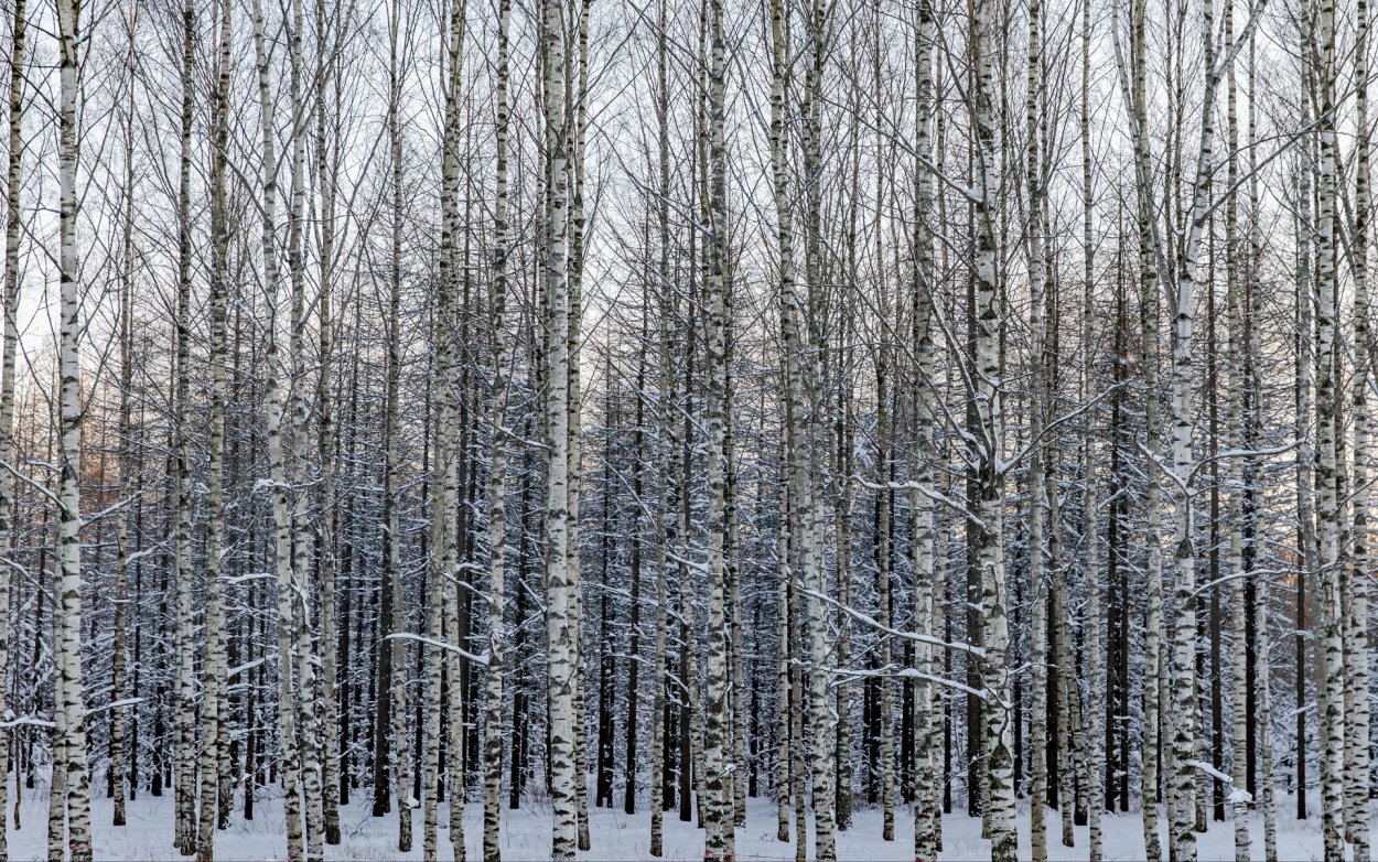 Зимний Лиственный лес