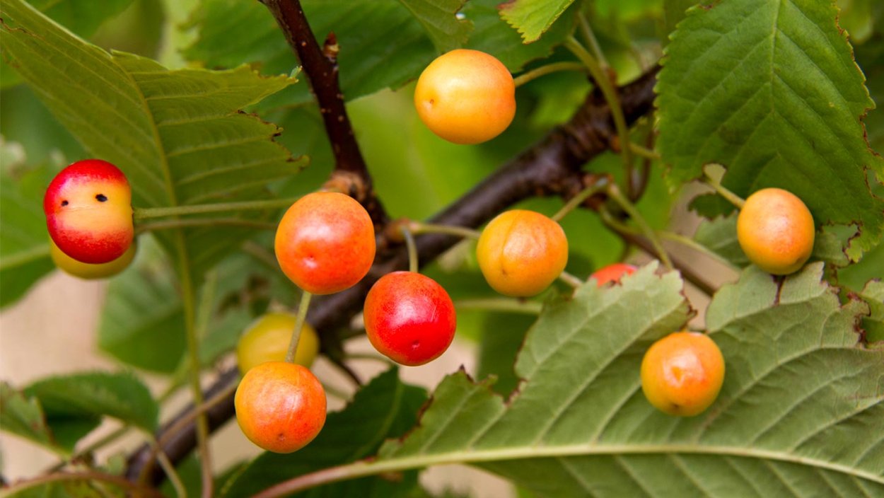 Дерево с ягодами похожими на вишню