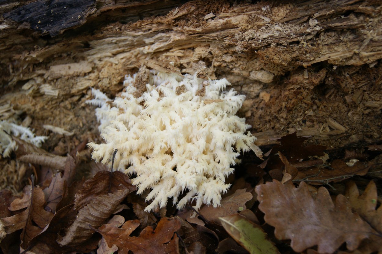 Гриб Рогатик Рамария