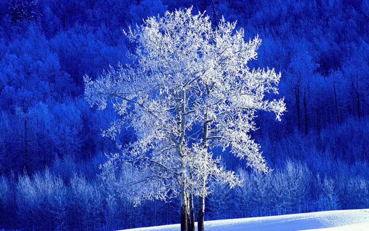 Зимние деревья