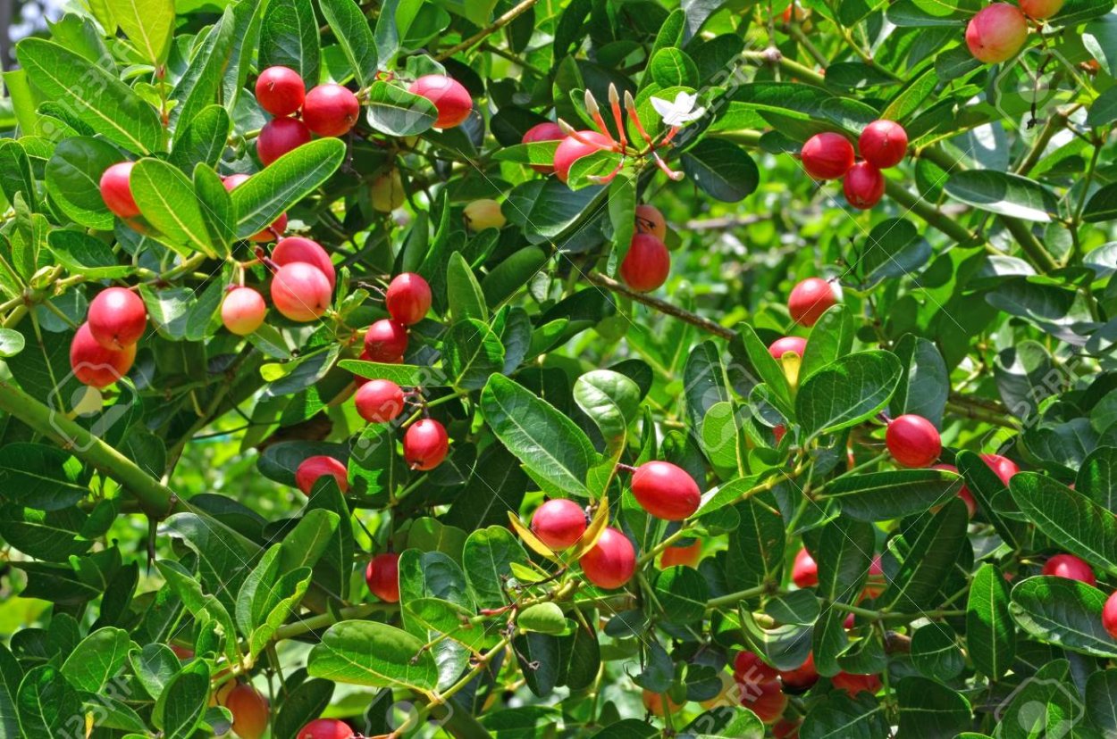 Дерево плод маленький красный