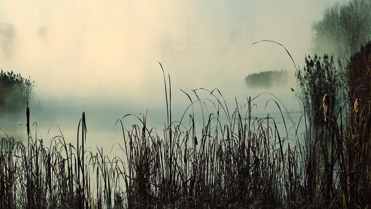 Темно зеленая трава