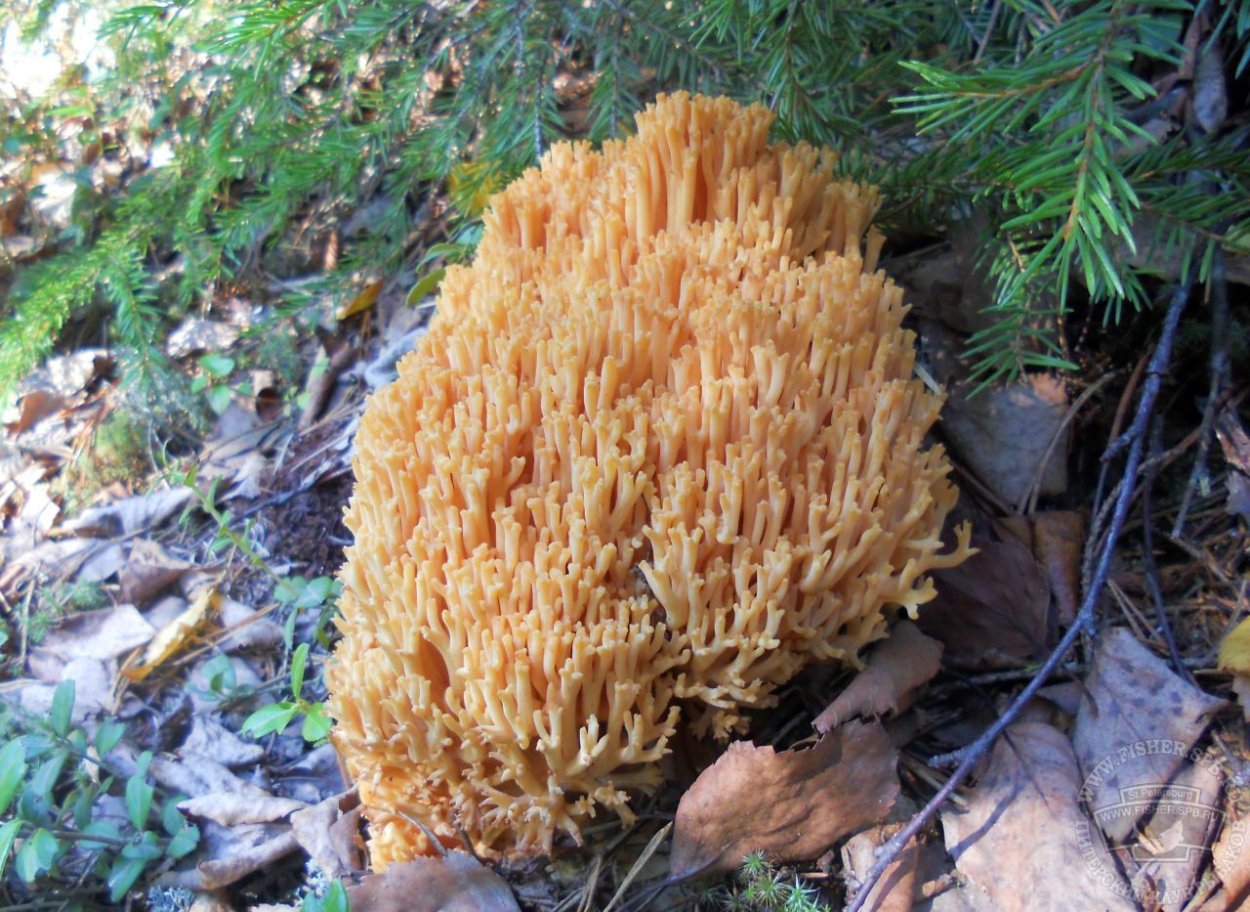 Рамария Инвала Ramaria Invalii