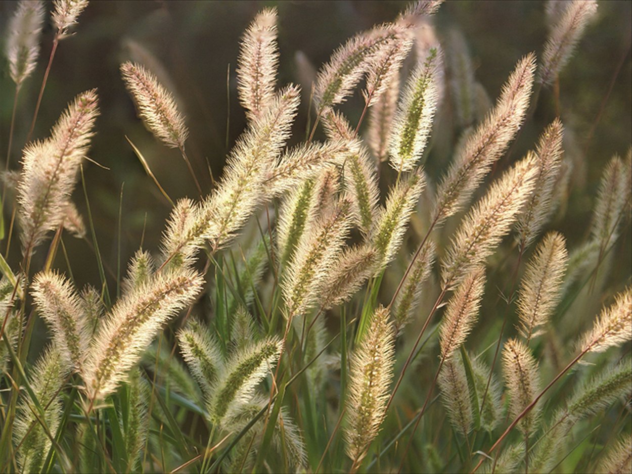 Житник трава