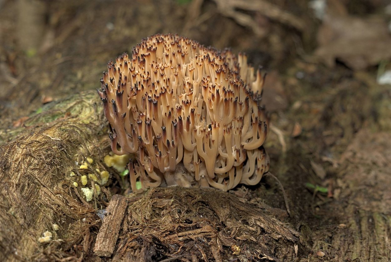 Рамария желтая