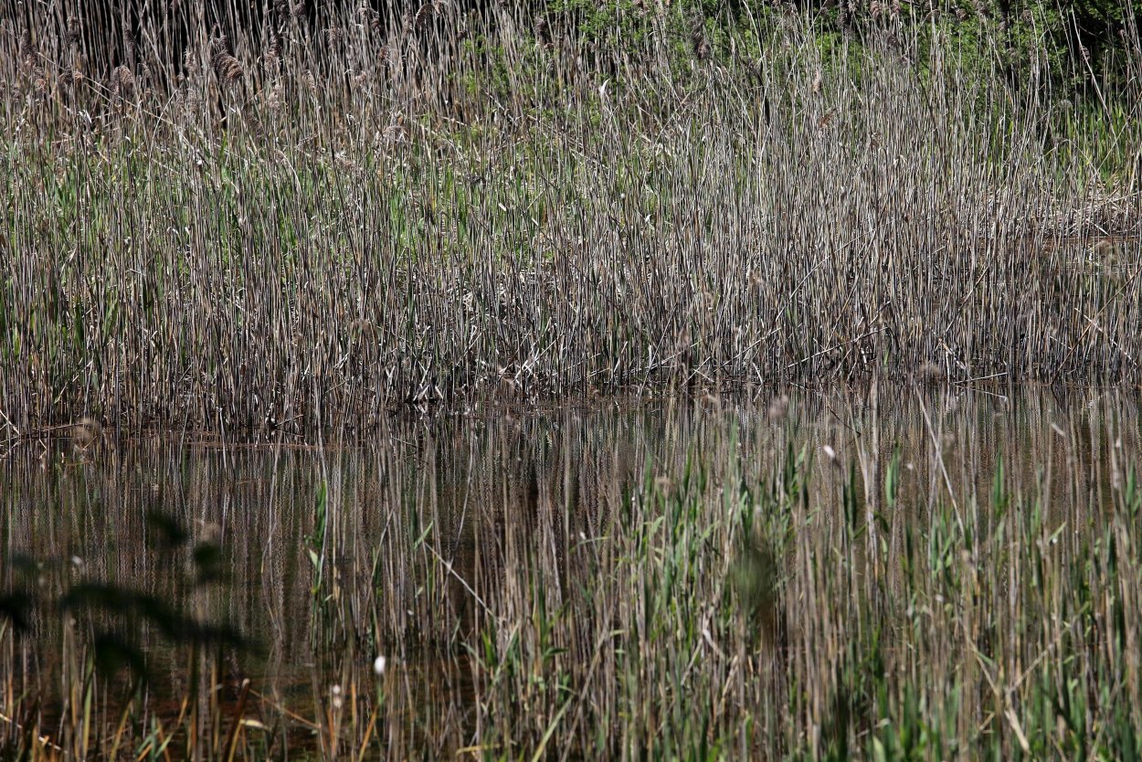 Осока тростник камыш рогоз