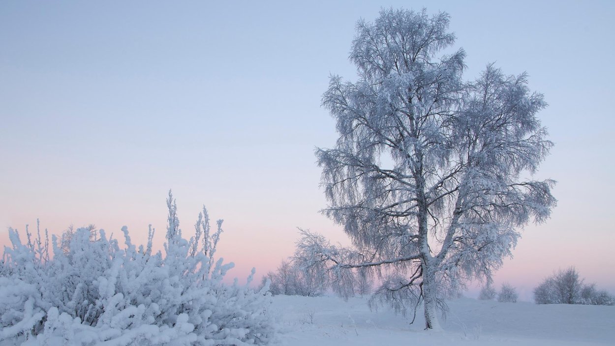 Снежная береза