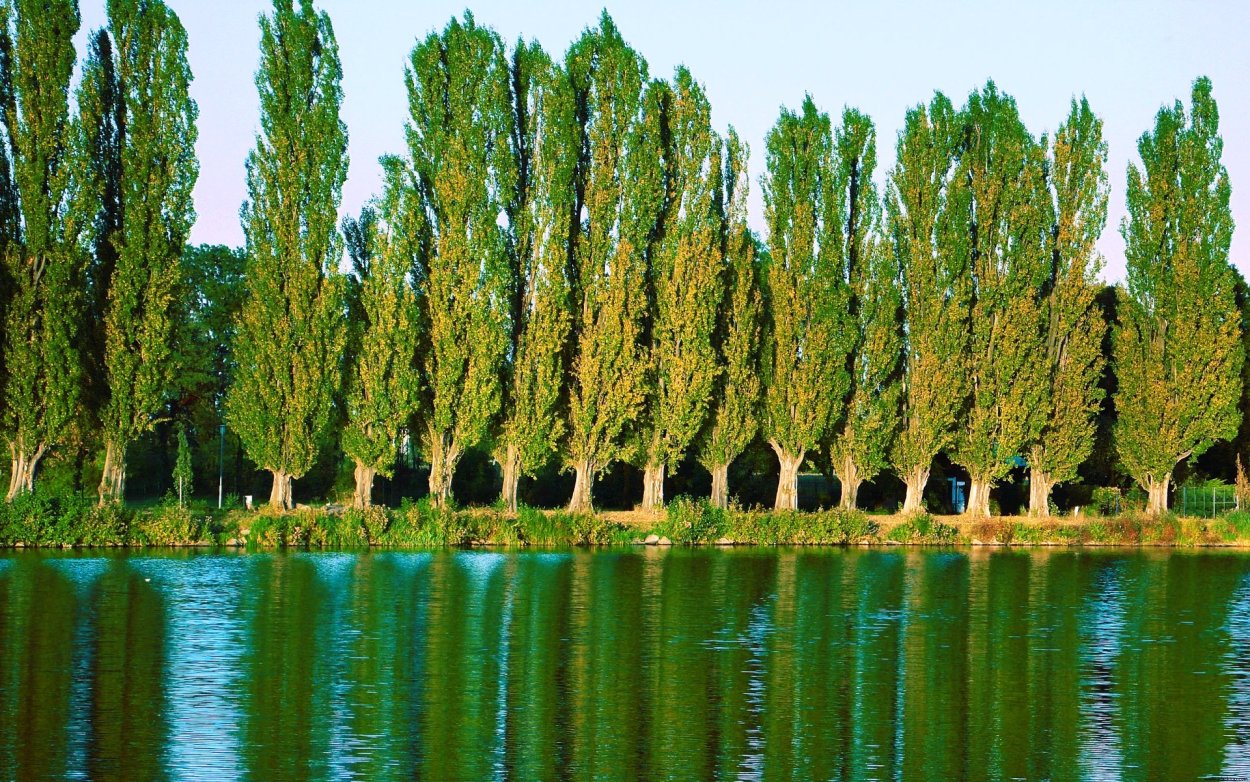 Тополь пирамидальный