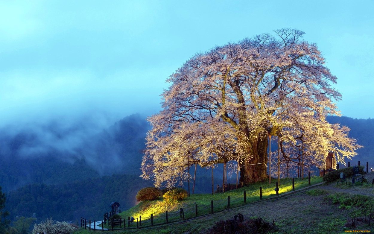 Красивое дерево в горах