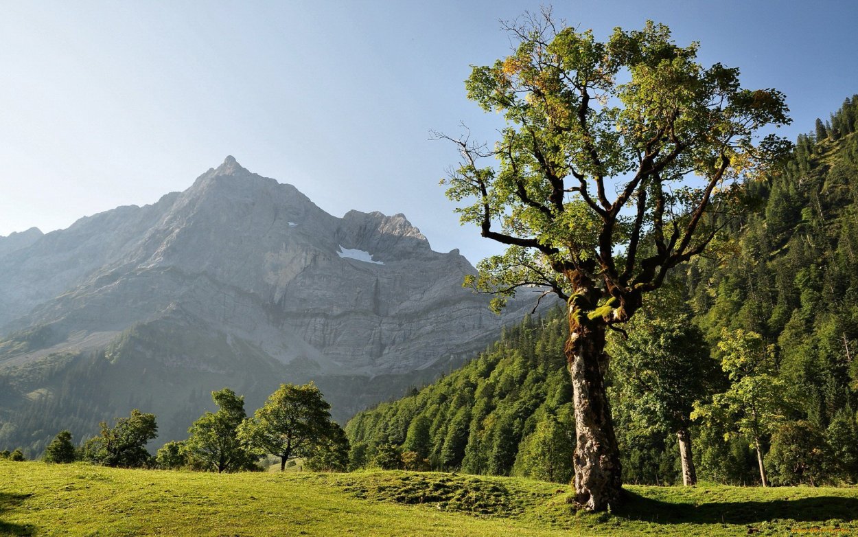 Деревья в Турции