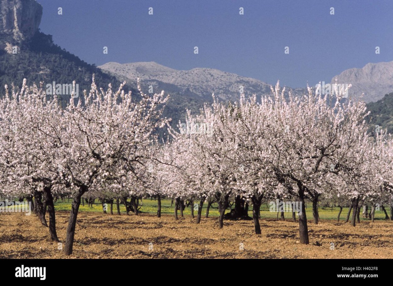 Цветение миндаля в Узбекистане