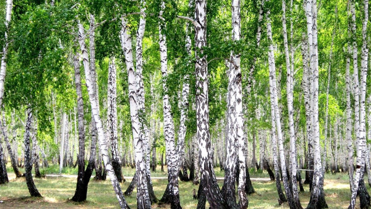 Березовая роща Томск