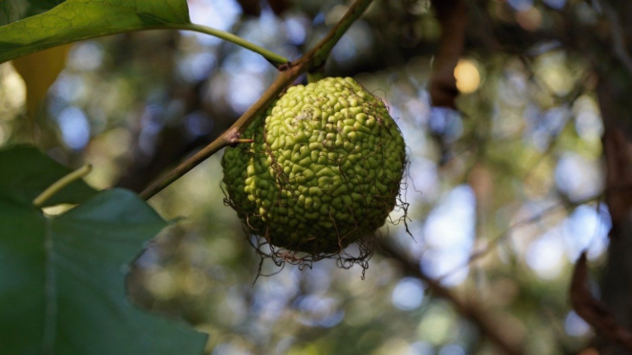 Платан фрукт