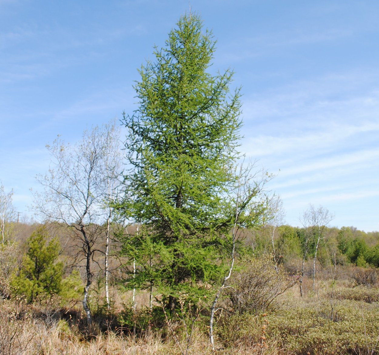 Лиственница Маргилинда