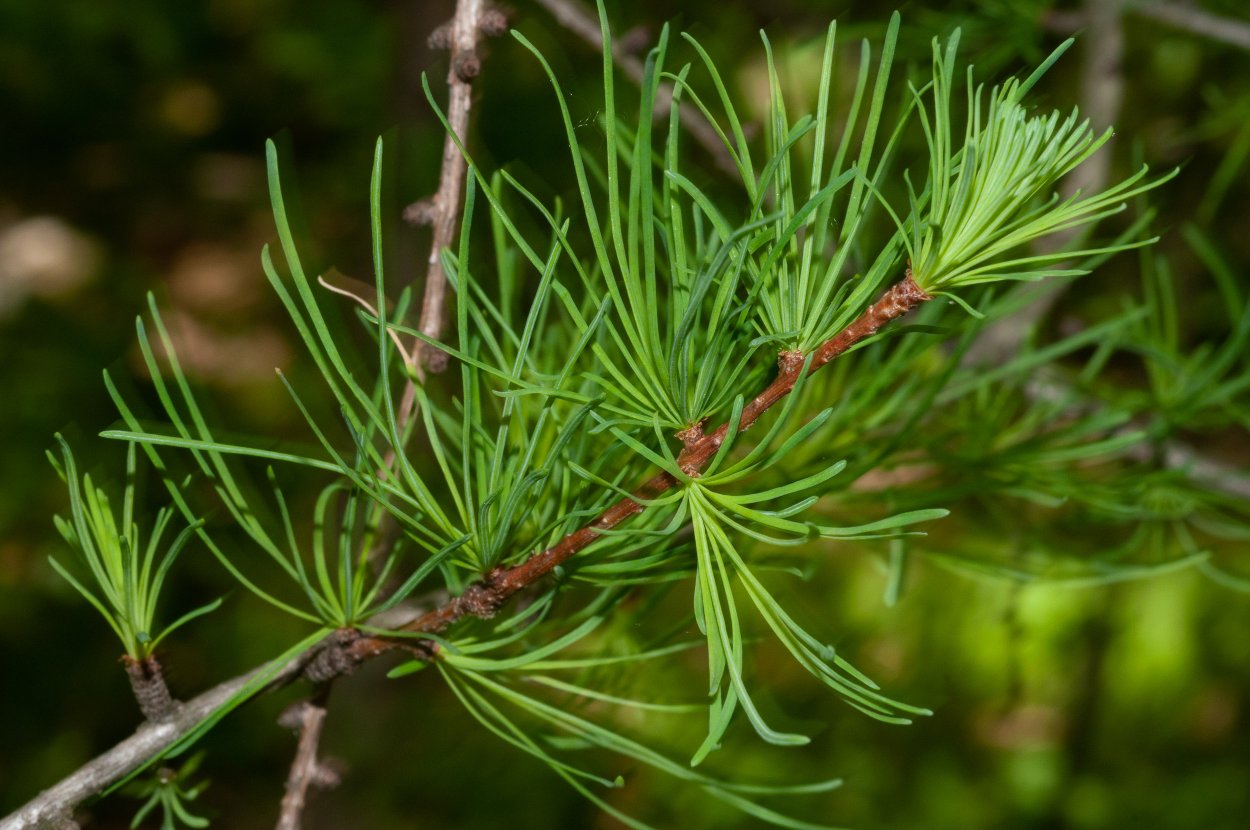 Лиственница Даурская