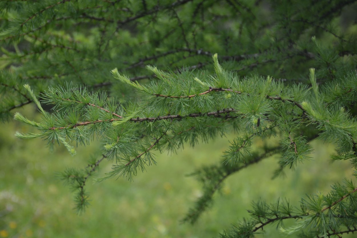 Северная лиственница