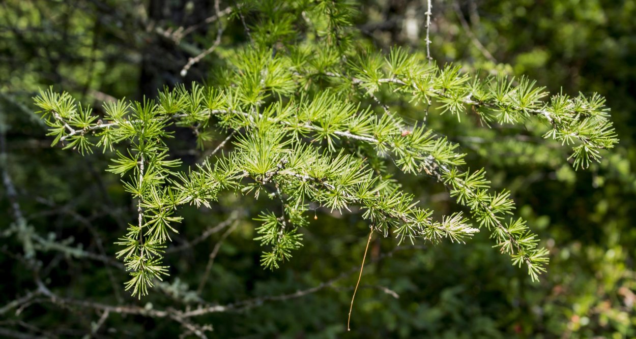 Лиственница американская Larix laricina