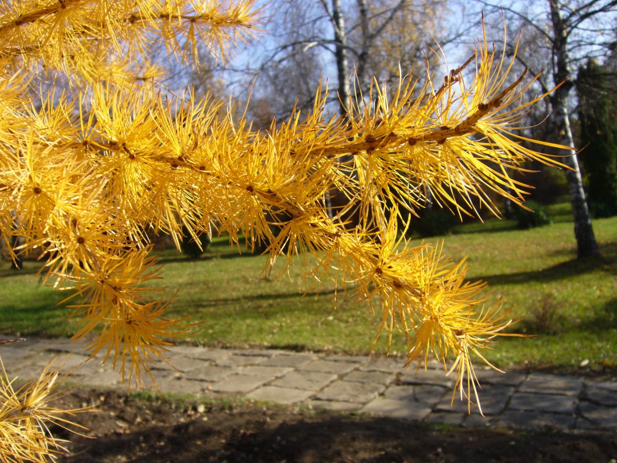 Larix decidua (лиственница европейская) 'Puli'