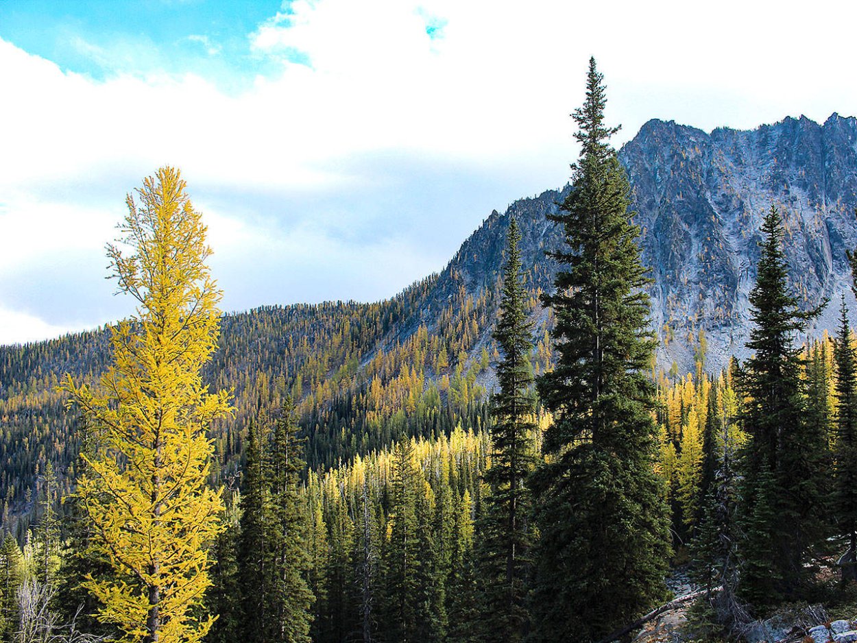 Лиственница американская Nova Scotia Canada