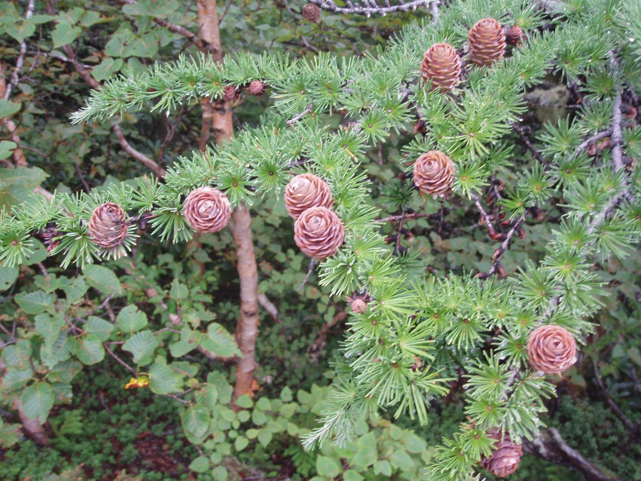 Лиственница японская Larix Leptolepis