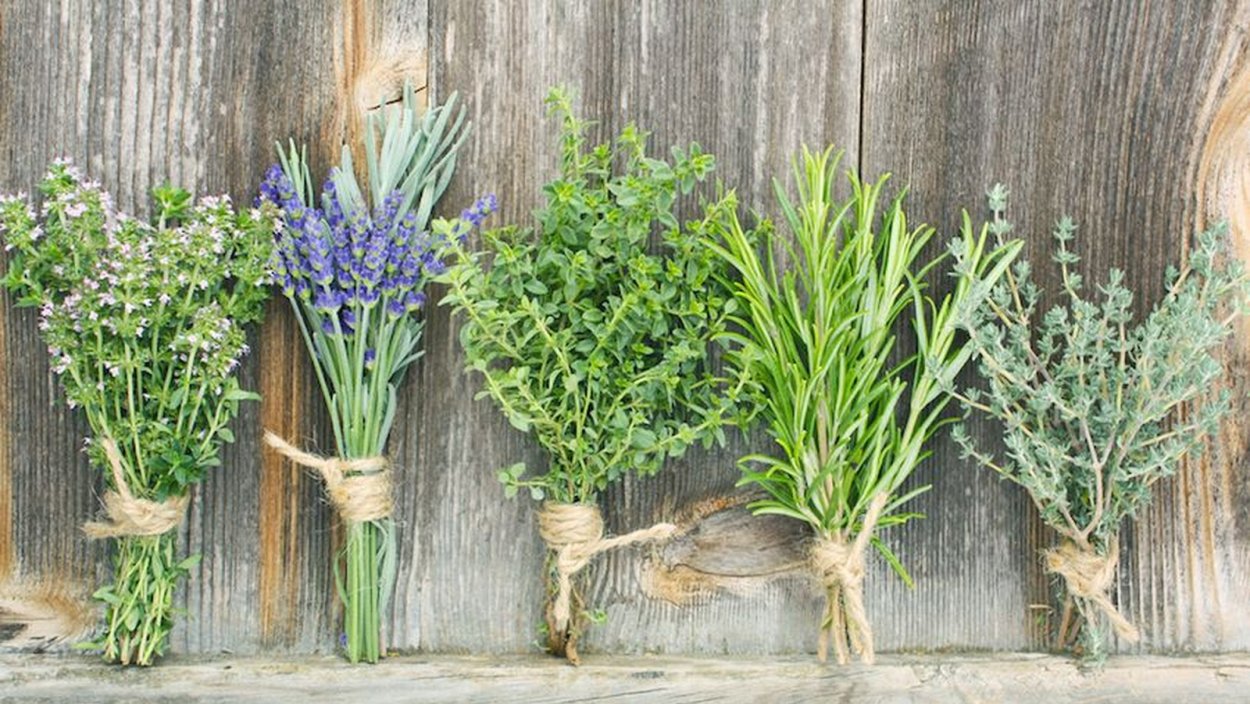 Лаванда и розмарин