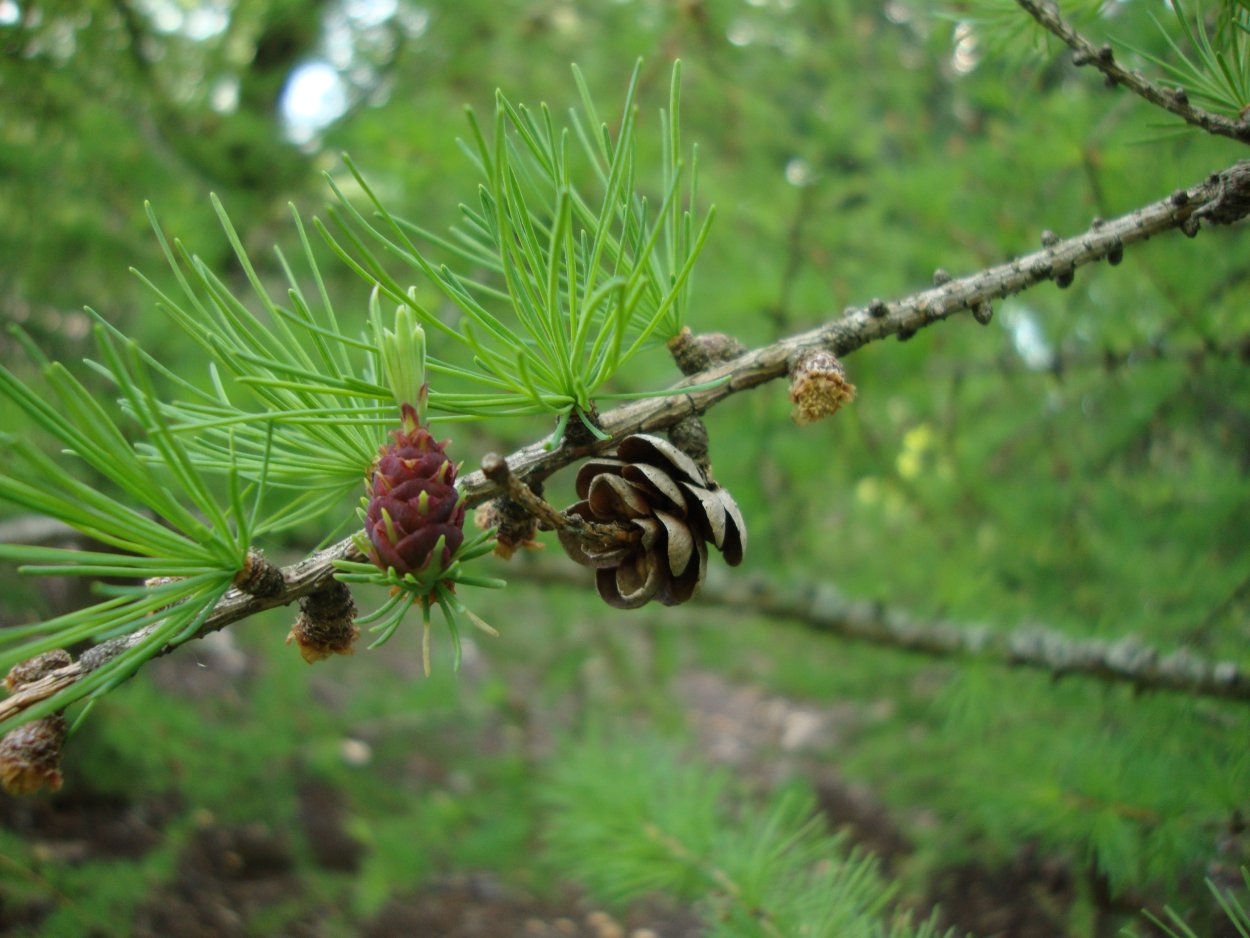 Лиственница американская Larix laricina